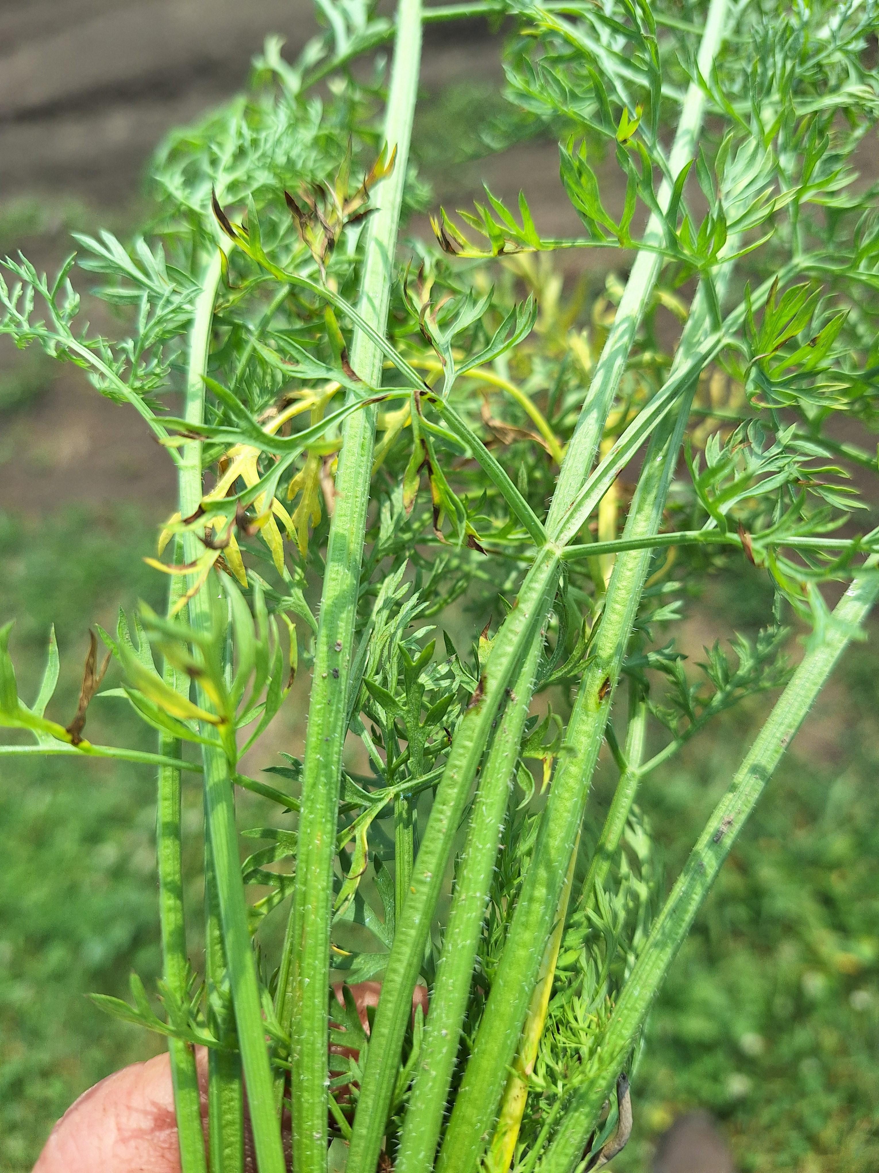 Brown lesions on carrot stems.